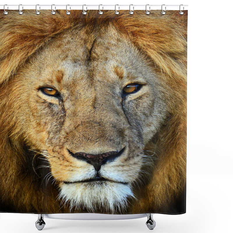 Personality  Masai Mara Lions Shower Curtains