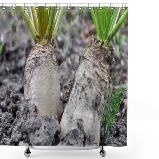 Personality  In The Soil Grows Beet Fodder Shower Curtains
