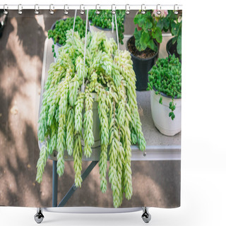 Personality  Sedum Morganianum (lamb's Tail, Burro's Tail, Horses Tail) In White Pot Hanging. Sedum Morganianum Is Popular And Easy-to-grow Succulent With Trailing Stems And Fleshy Blue-green Leaves. Basic Houseplant Shower Curtains