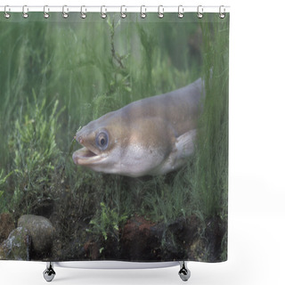 Personality  Common Eel, Anguilla Anguilla Shower Curtains