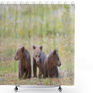 Personality  Three Brown Bears Cubs Sitting In The Grass Shower Curtains