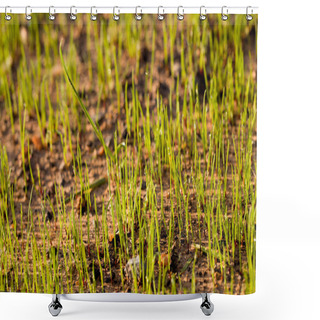 Personality  Newly Planted Grass Seeds Start To Grow Shower Curtains