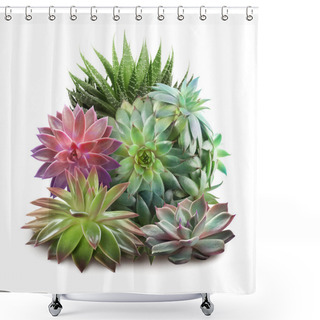 Personality  Collection Of Different Beautiful Succulents On White Background Shower Curtains