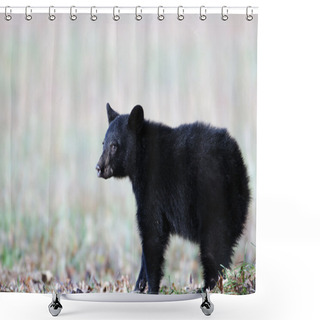 Personality  Black Bear Cub Shower Curtains