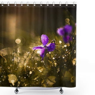 Personality  Purple Viola Wild Flowers In Sunset Shower Curtains