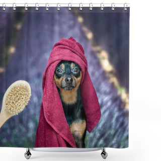 Personality   Puppy, Dog In A Towel After Bathing. Pretty Dog Port Shower Curtains