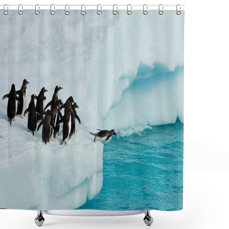 Personality  Adelie Penguins Ready To Dive Shower Curtains