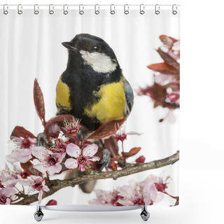 Personality  Close-up Of A Male Great Tit Perched On A Flowering Branch, Paru Shower Curtains