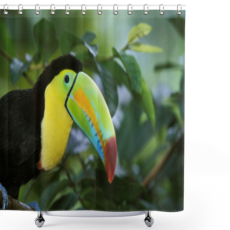 Personality  Keel-Billed Toucan, Ramphastos Sulfuratus, Costa Rica   Shower Curtains