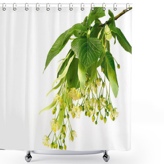 Personality  Fresh Flowers And Leaves Of Linden Or Lime-tree Isolated On White Background Shower Curtains