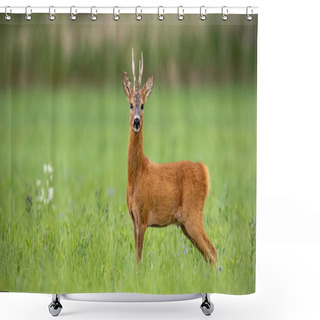 Personality  Attentive Roe Deer, Capreolus Capreolus, Buck Standing On A Meadow In Summer With Green Blurred Background. Wild Animal In Nature With Space For Copy. Shower Curtains