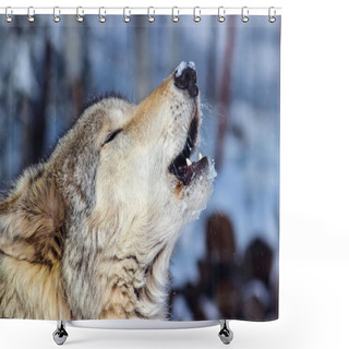 Personality  Alpha Male Grey Wolf Howling  Shower Curtains