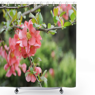 Personality  Japanese Quince Branch - Blossoming Shower Curtains