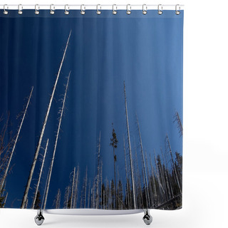 Personality  Dead Trees After Ecological Disaster Shower Curtains