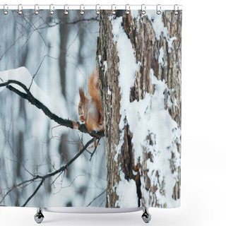 Personality  Selective Focus Of Cute Squirrel Sitting On Tree In Winter Forest Shower Curtains