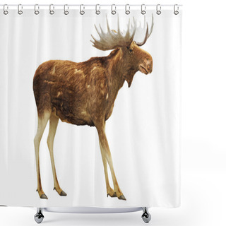 Personality  Moose Isolated On White Shower Curtains