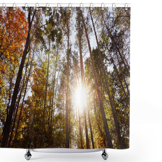 Personality  Sun, Trees With Yellow And Green Leaves In Autumnal Park At Day  Shower Curtains