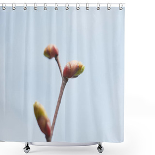 Personality  Close Up Of Tree Branch With Closed Buds With Clear Blue Sky On Background Shower Curtains