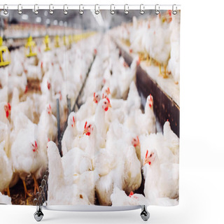 Personality  Indoors Chicken Farm, Chicken Feeding, Large Egg Production Shower Curtains