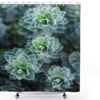 Personality  Selective Focus Of Beautiful Succulents In Park Shower Curtains