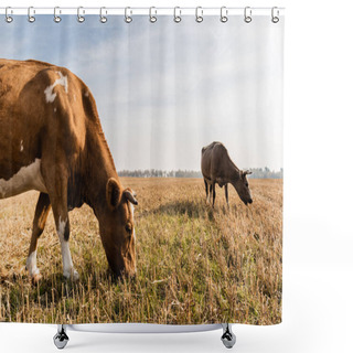 Personality  Bulls Standing On Lawn And Eating Grass Against Cloudy Sky  Shower Curtains