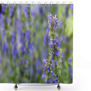 Personality  Hyssop Flowers In The Herb Garden, Blurred Background Shower Curtains