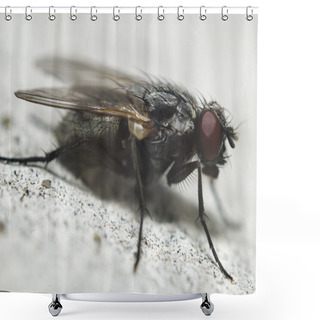Personality  Fly Closeup Shower Curtains