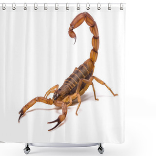 Personality  Very Dangerowus Big Scorpion Shower Curtains