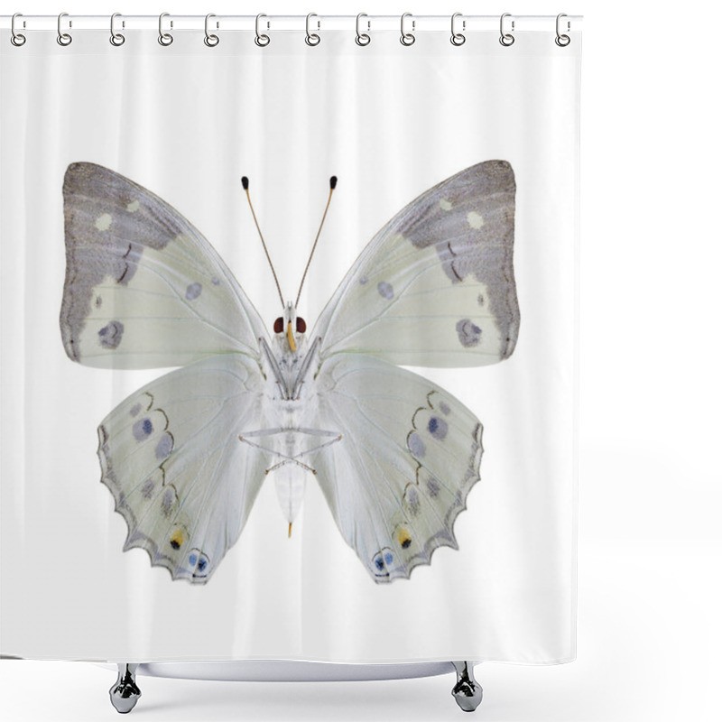 Personality  White Emperor (Helcyra Hemina) Fascinated Pale Bright Butterfly Lower Wing Part In Natural Color Profile Isolated Over White Background, Exotic Nature Collection Shower Curtains
