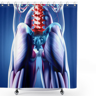 Personality  Human Spine And Pelvis Anatomy Model Shower Curtains