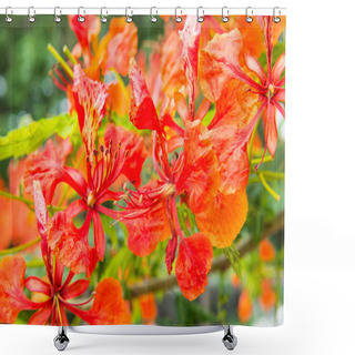 Personality  Peacock Flowers On Tree, Thailand Shower Curtains