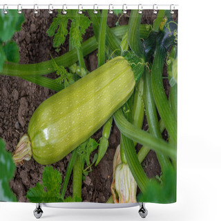 Personality  Flowering And Ripe Fruits Of Zucchini In Vegetable Garden Shower Curtains