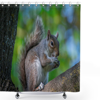 Personality  Squirrel  In The Park On Sunny Day Shower Curtains