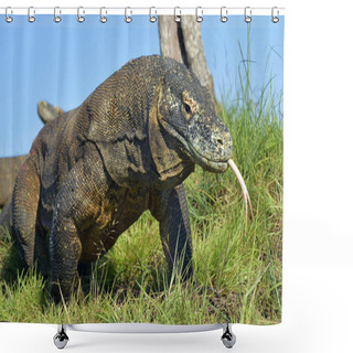Personality  Komodo Dragon With The Forked Tongue Sniff Air Shower Curtains