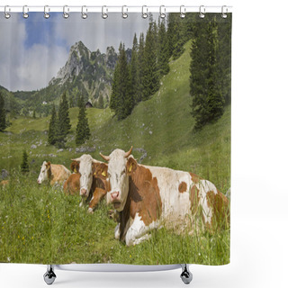 Personality  Cows With Ruchenkoepfe In Background Shower Curtains