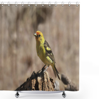 Personality  Western Tanager (male) (piranga Ludoviciana) Shower Curtains