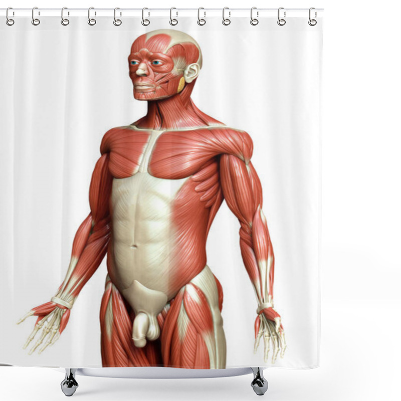 Personality  3d Rendered Medically Accurate Illustration Of A Male Muscle System Shower Curtains