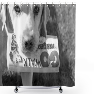 Personality  Labrador Dog Shower Curtains