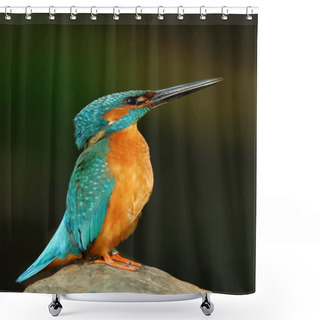 Personality  Blue And Orange Bird Shower Curtains