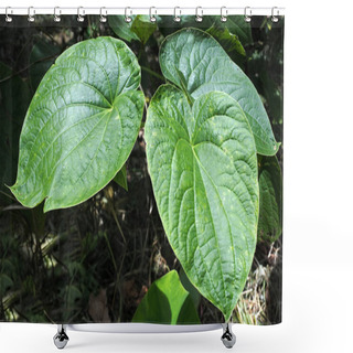 Personality  Piper Methysticum Plant Agriculture In Fiji Shower Curtains