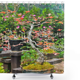 Personality  Bonsai Maple Tree Shower Curtains
