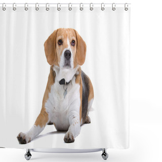 Personality  Beagle Dog Shower Curtains