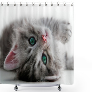 Personality  Kitten Lays - Isolated Shower Curtains