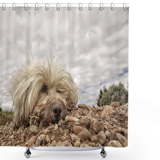 Personality  Dirty Dog Shower Curtains