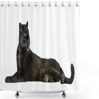 Personality  Black Leopard, 6 Years Old, In Front Of A White Background Shower Curtains