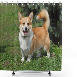 Personality  Smile Of Сorgi Shower Curtains