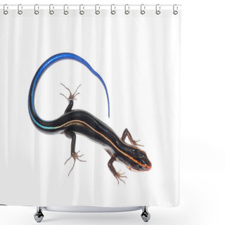 Personality  Skink Lizard Shower Curtains