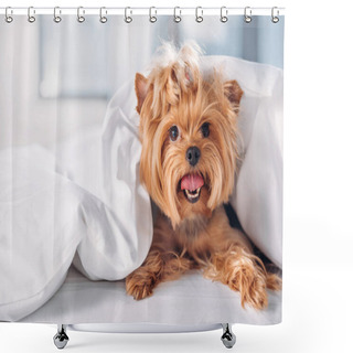 Personality  Close Up View Of Cute Little Yorkshire Terrier Lying On Bed Covered With Blanket Shower Curtains