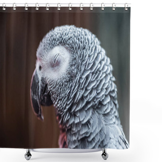 Personality  Close Up View Of Vivid Grey Exotic Fluffy Parrot With Closed Eye Shower Curtains