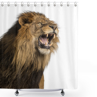 Personality  Close-up Of A Lion Roaring, Panthera Leo, 10 Years Old, Isolated Shower Curtains